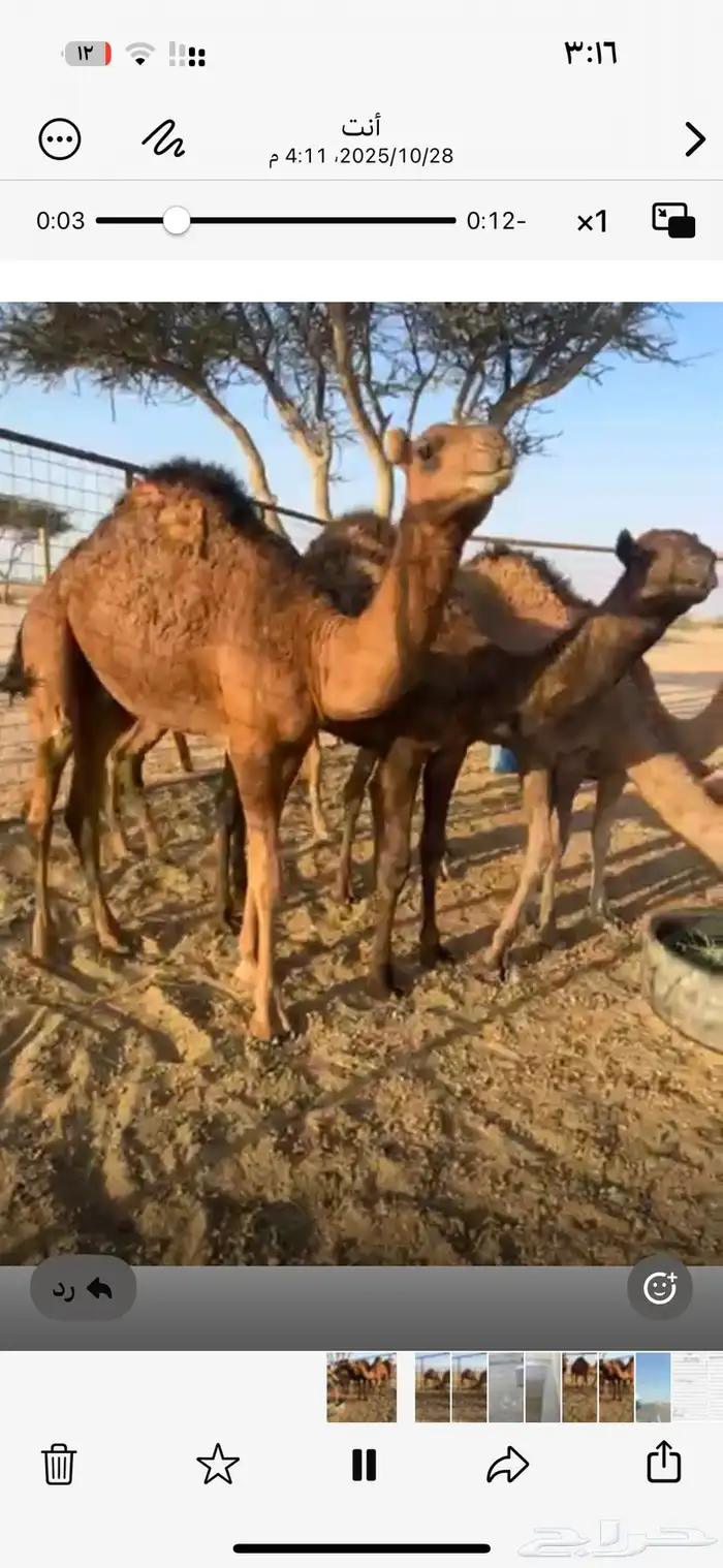 حشو حمر العدد 5 0