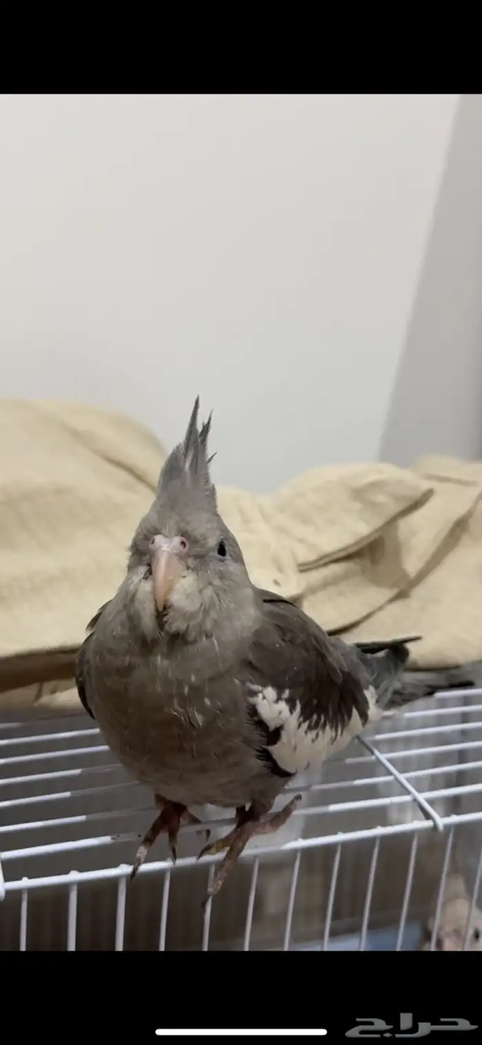 طير كروان هولندي رمادي غامق ضايع 0