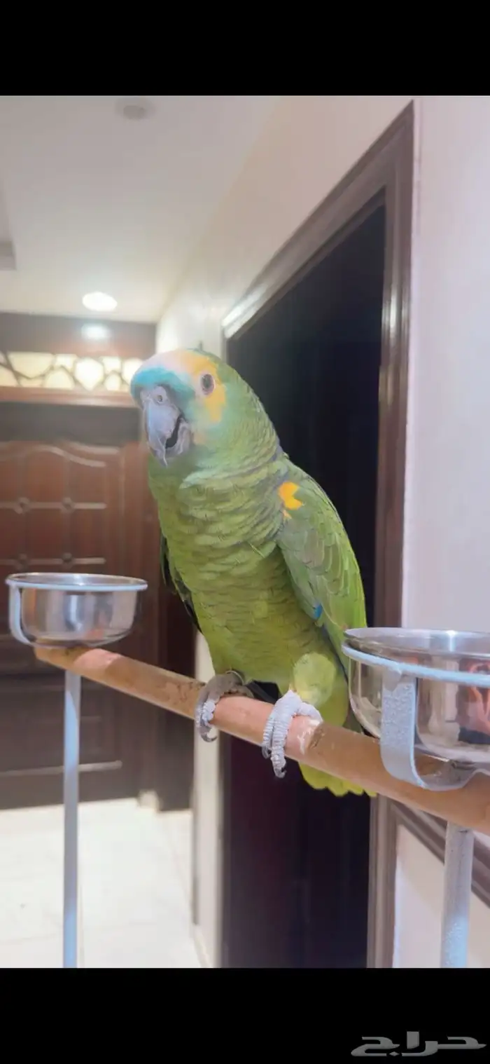 بغبغاء امازون 1