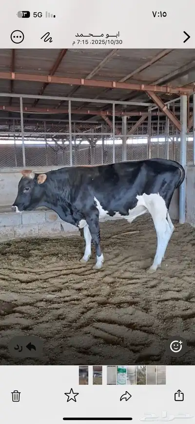 ثور الماني index