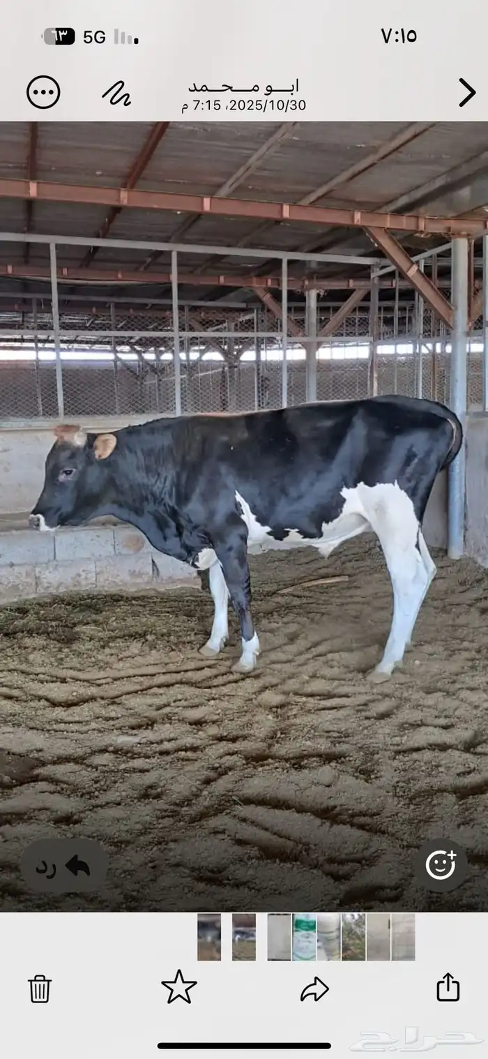 ثور الماني 1