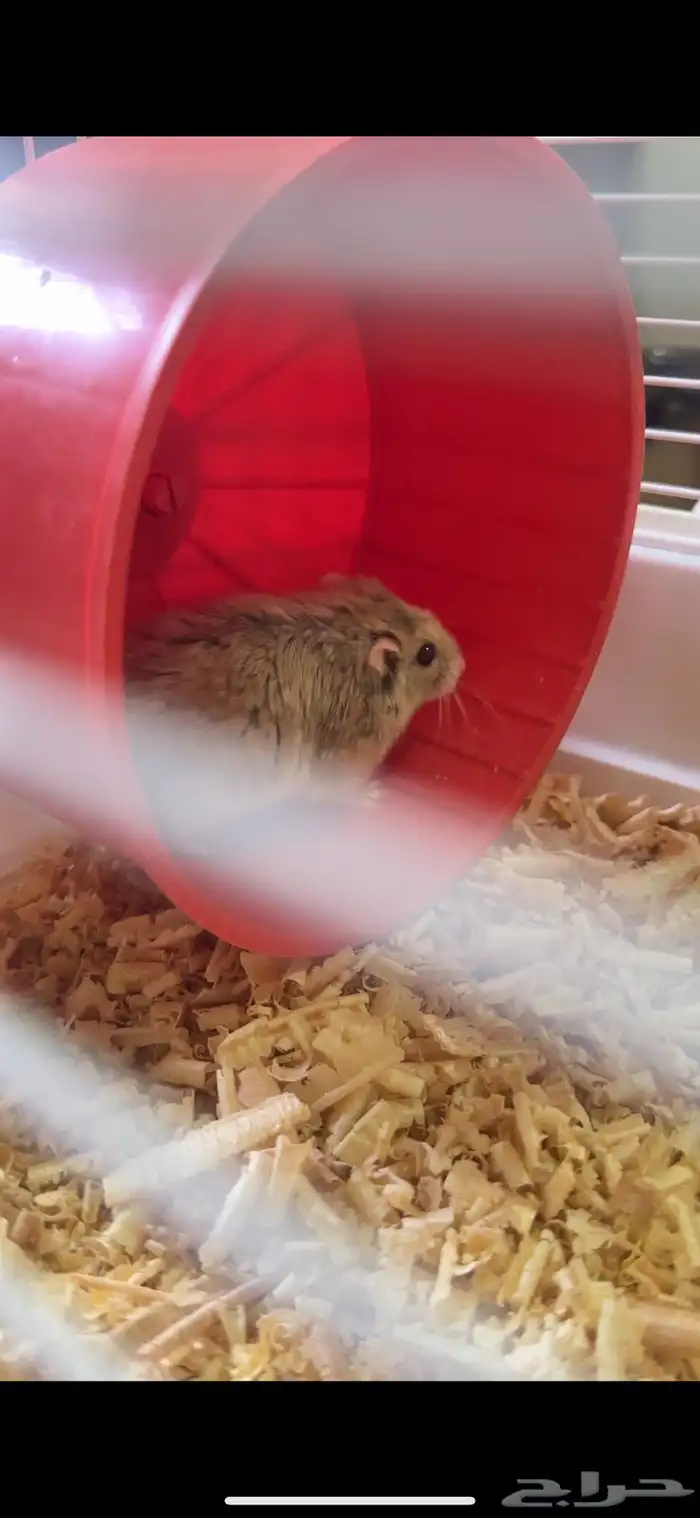 هامستر اليف صغير السن معى بيته واغراضه 3