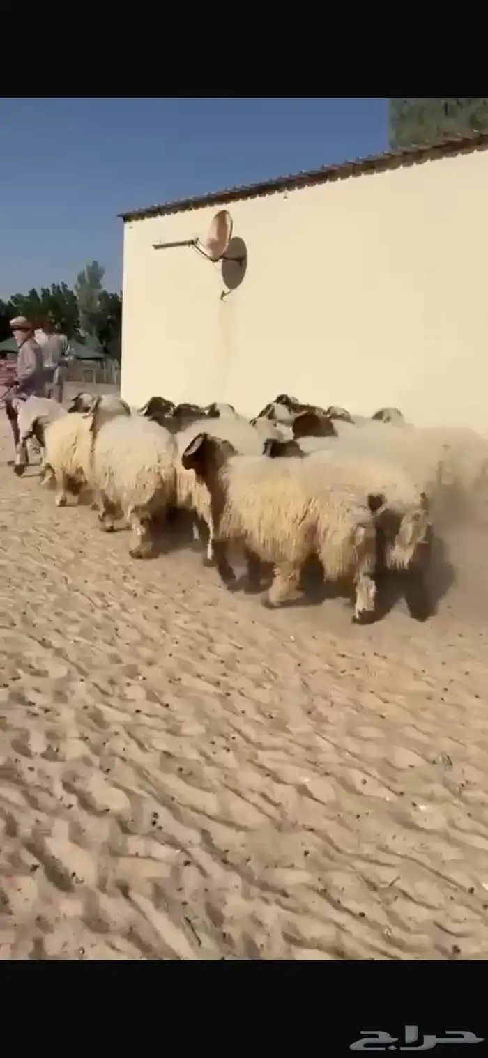 ذبايح نعيم طيبه للبيع 1