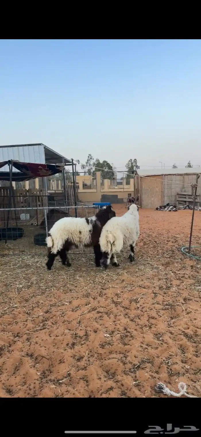 خرفان نعيم 6