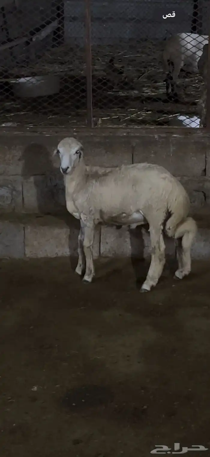 مشروع فحل حري 3