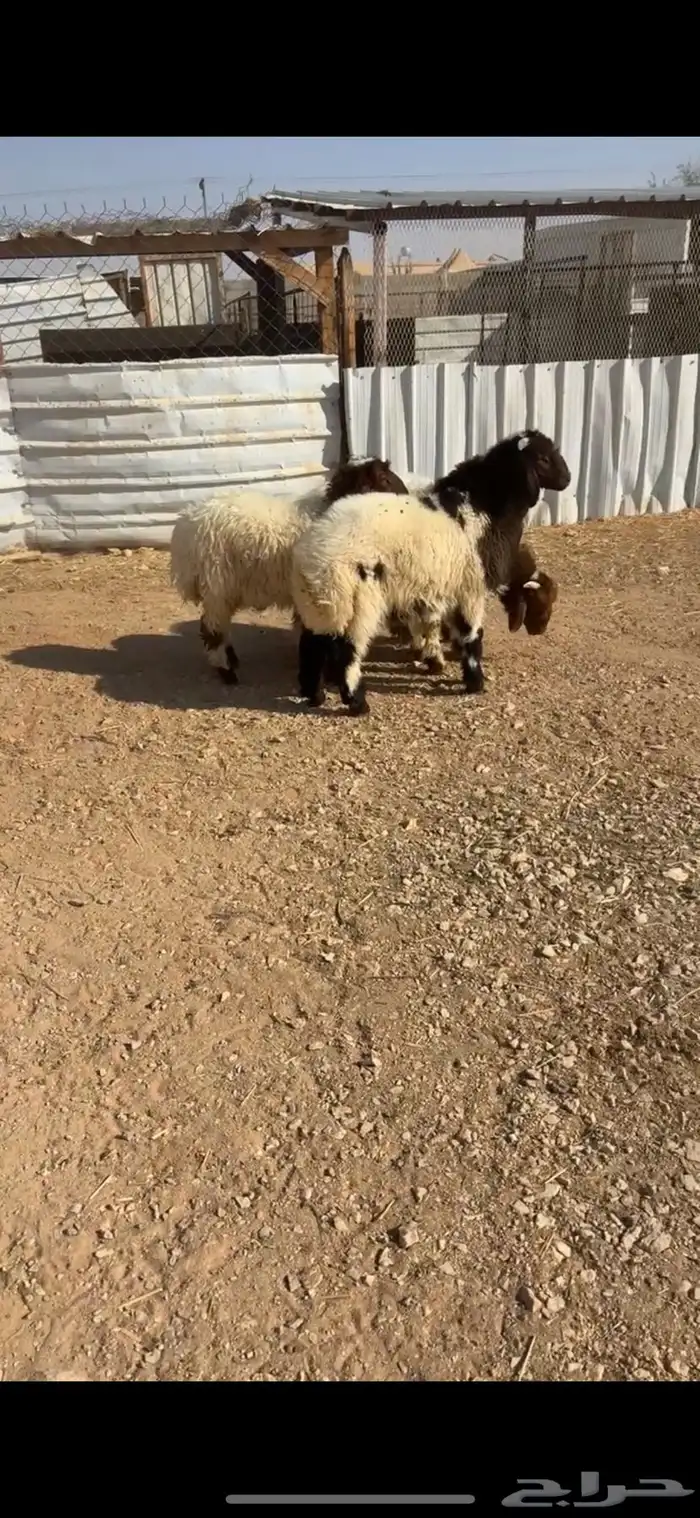 للبيع اربع نعيم هرفي فااخر 0