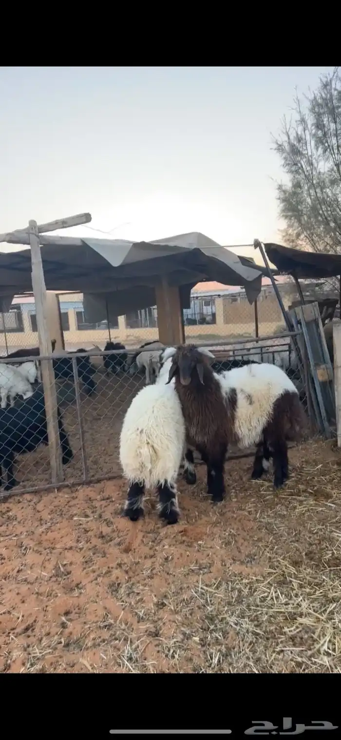 خرفان نعيم 3