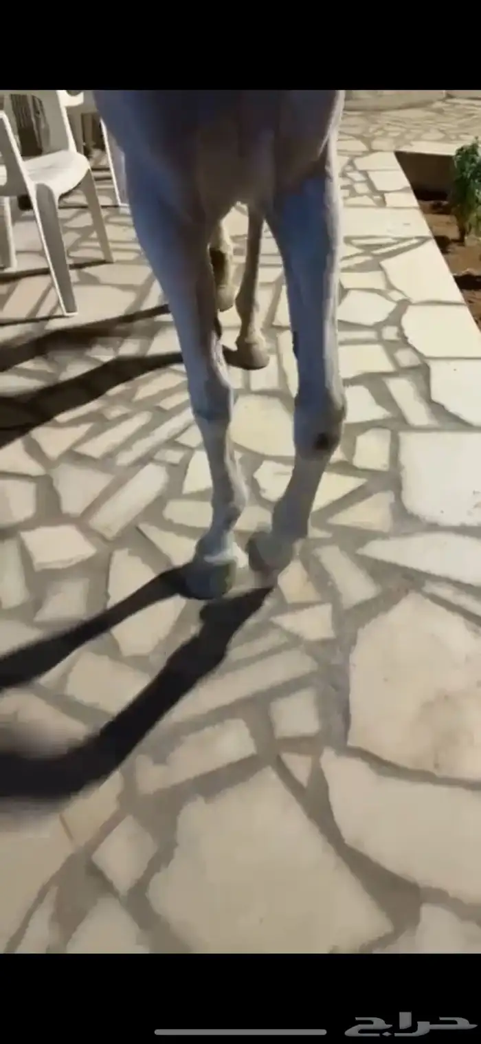 فرس كحيلة كروش لقاح   مهره 27