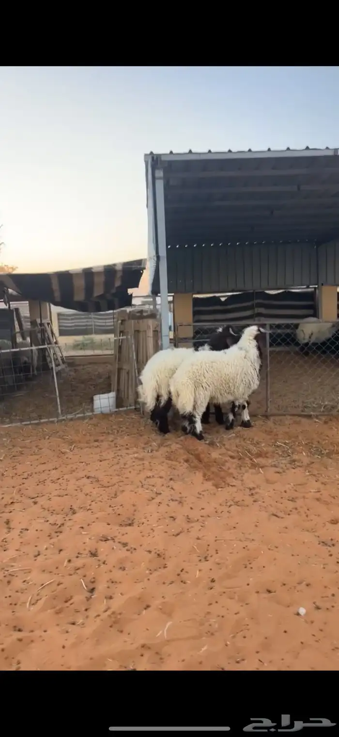 خرفان نعيم 5