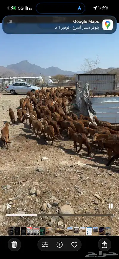 غنم مقاني وخلفات وسواكني حمري index