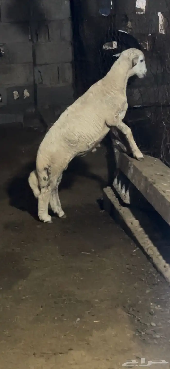 مشروع فحل حري 0