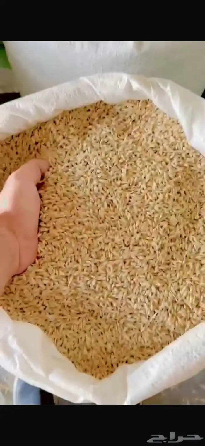للبيع بذر شعير سداسي(تقاوي) و تبن شعير 1