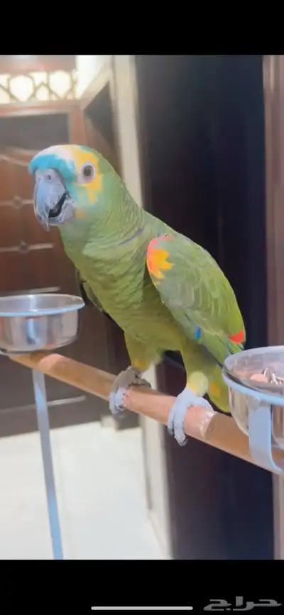 بغبغاء امازون index