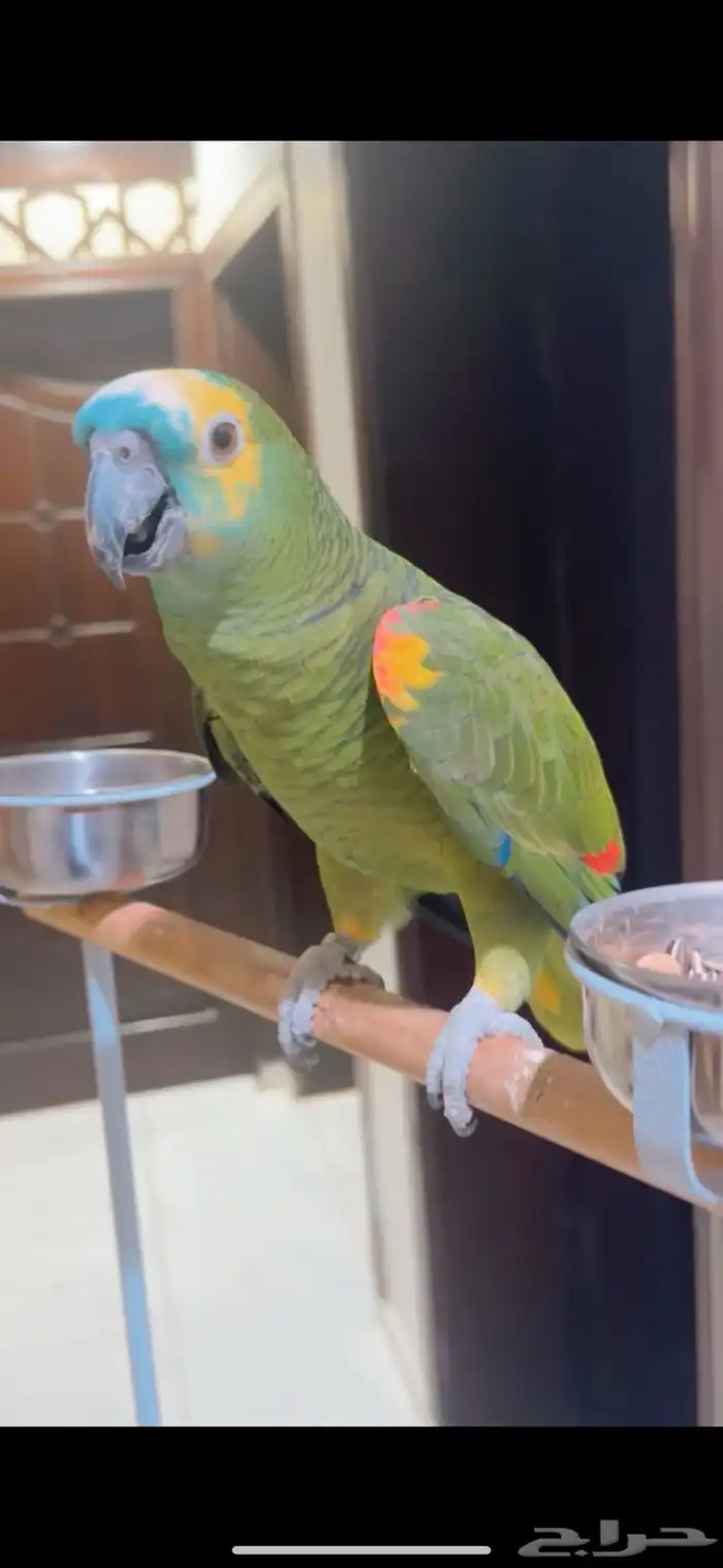 بغبغاء امازون 0