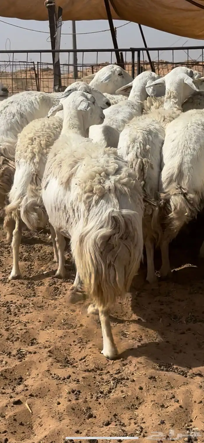 غنم حريات حرش مراح واحد خوات بعض 5