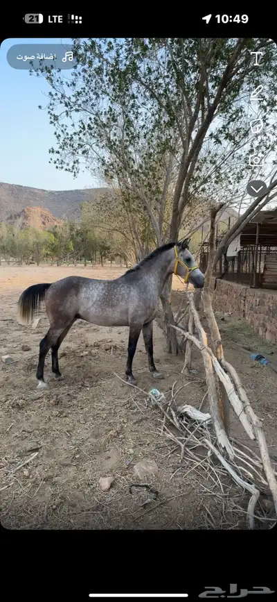 مهر شعبي index