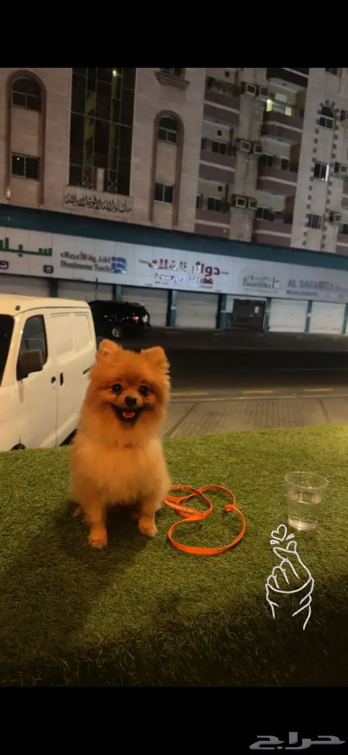 بومرينيان العمر 7 شهور معاه جميع اغراضه 0