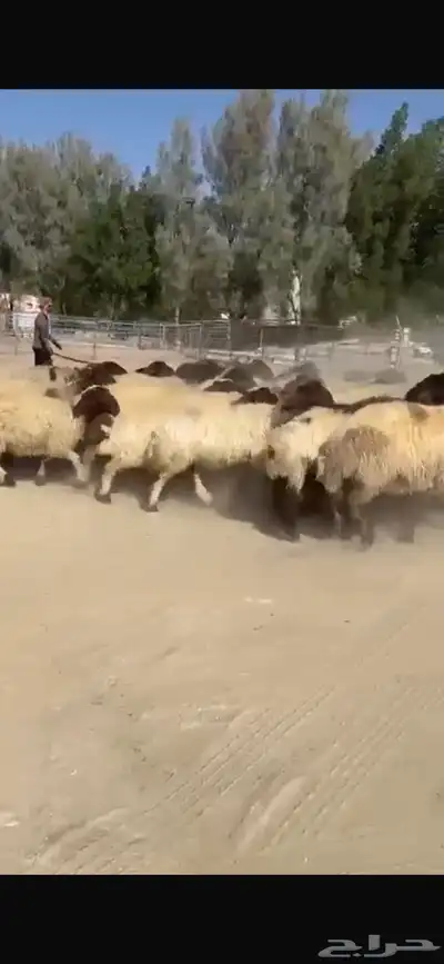 غنم نعيم صنف فاخره العدد 53 بفحلها دبس وطيبه index