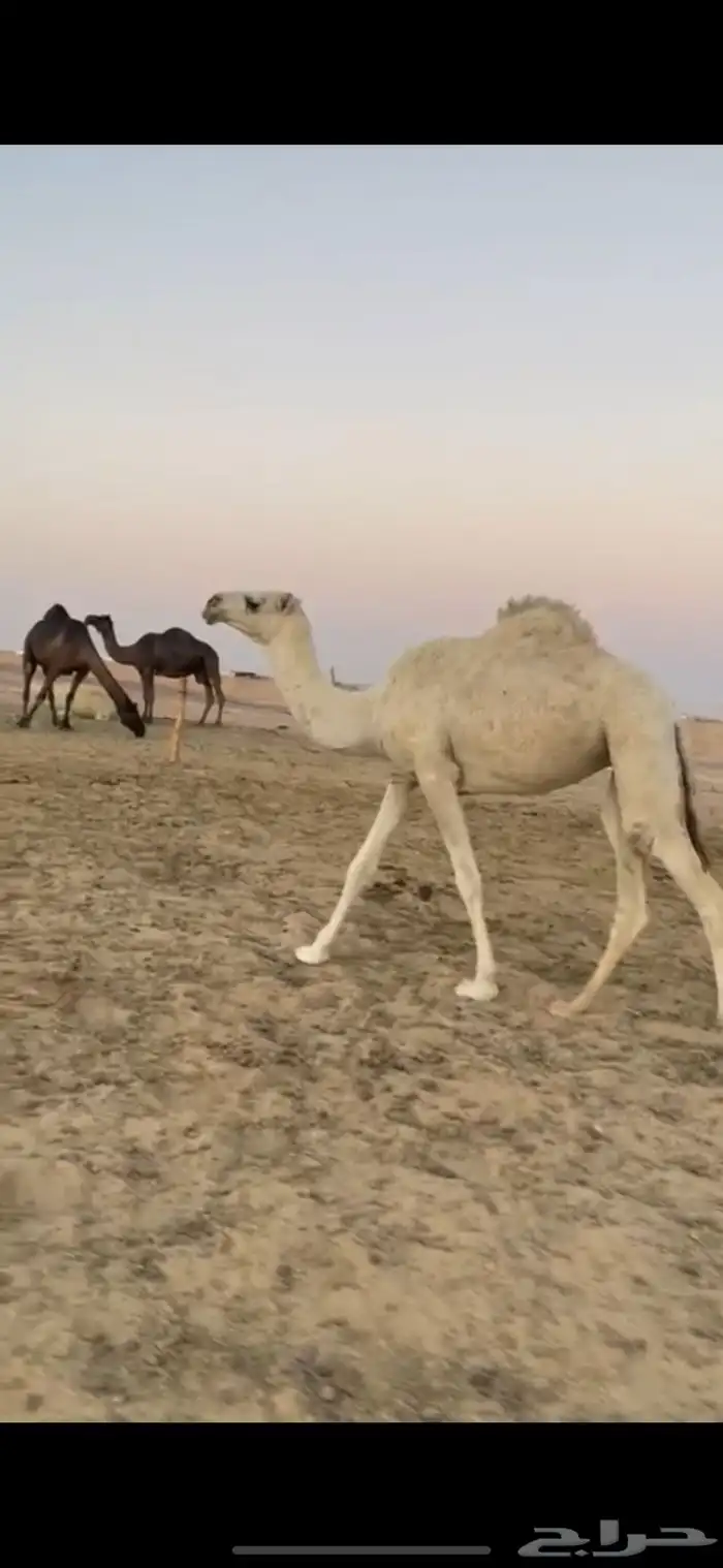 وضحاء حقه للبيع 0