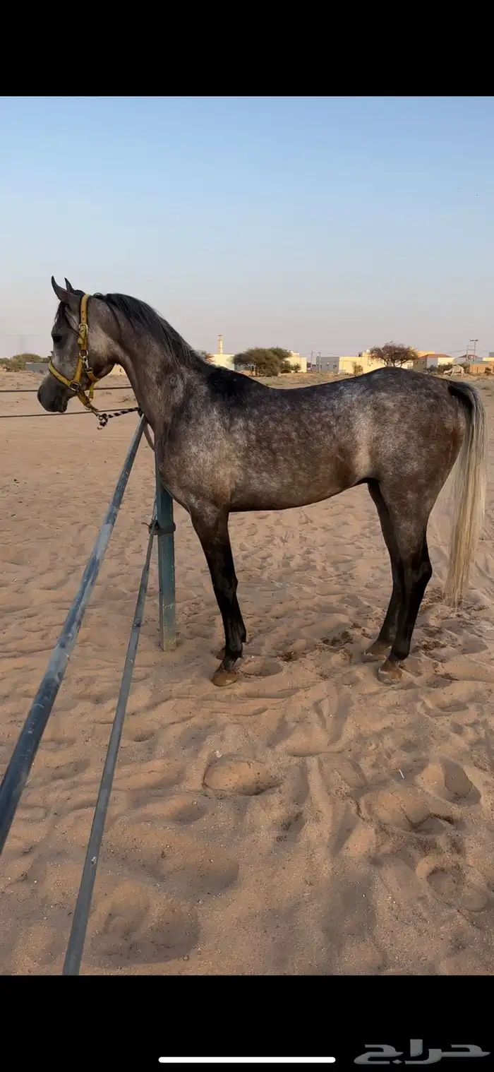 حصان واهو فاخر 2