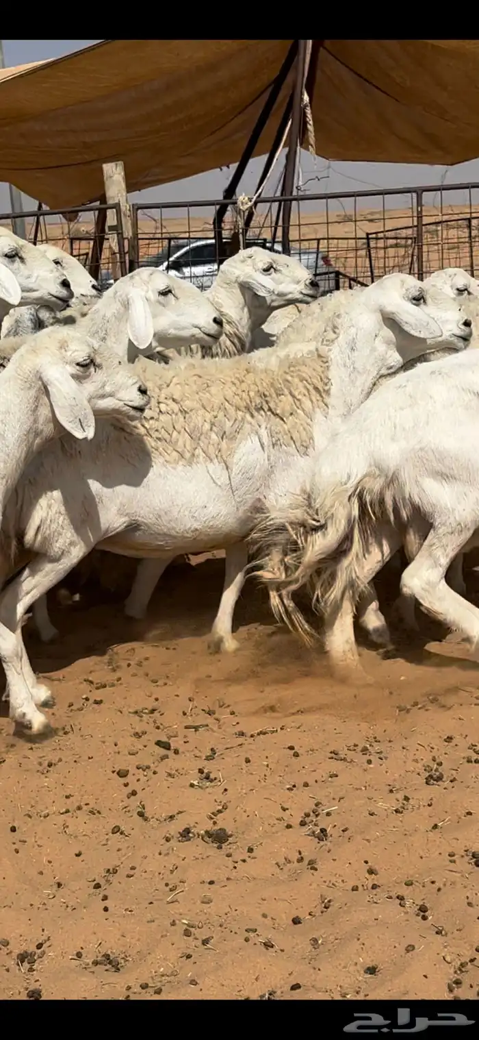 غنم حريات حرش مراح واحد وخوات بعض بفحلها 15