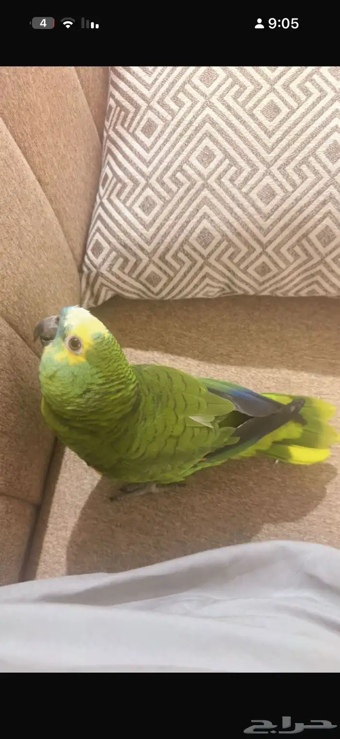 بغبغاء امازون 11