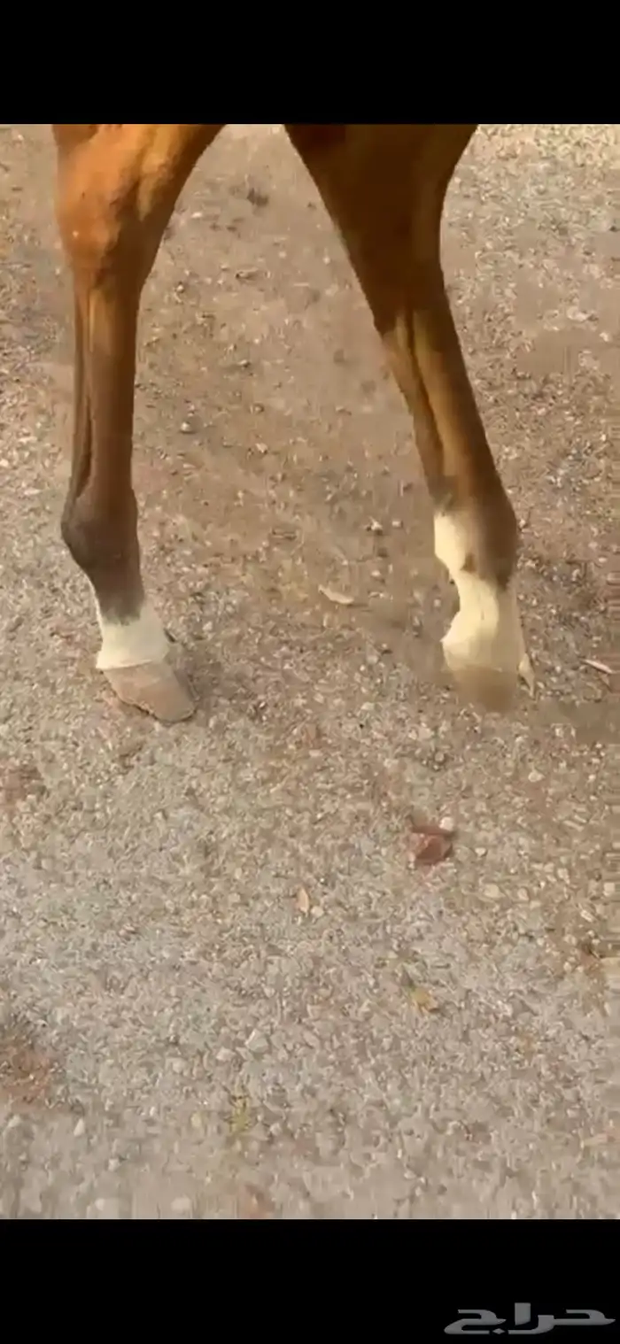 فرس كحيلة كروش لقاح   مهره 22