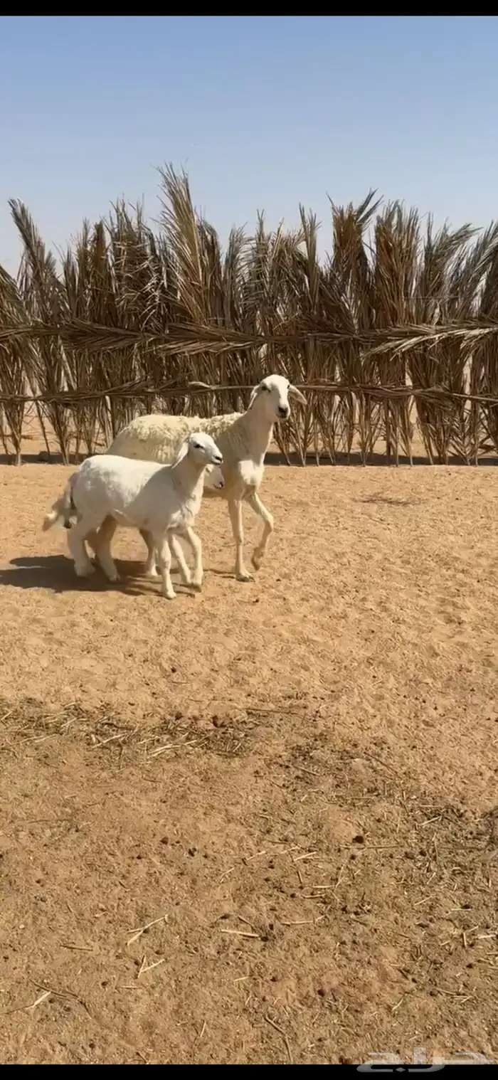 حريه والد حرشا 0