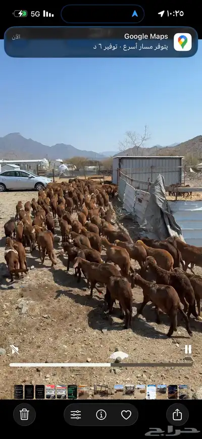 غنم مقاني وخلفات وسواكني حمري index