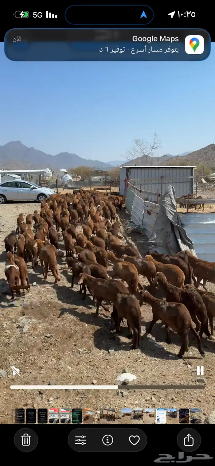 غنم مقاني وخلفات وسواكني حمري 5