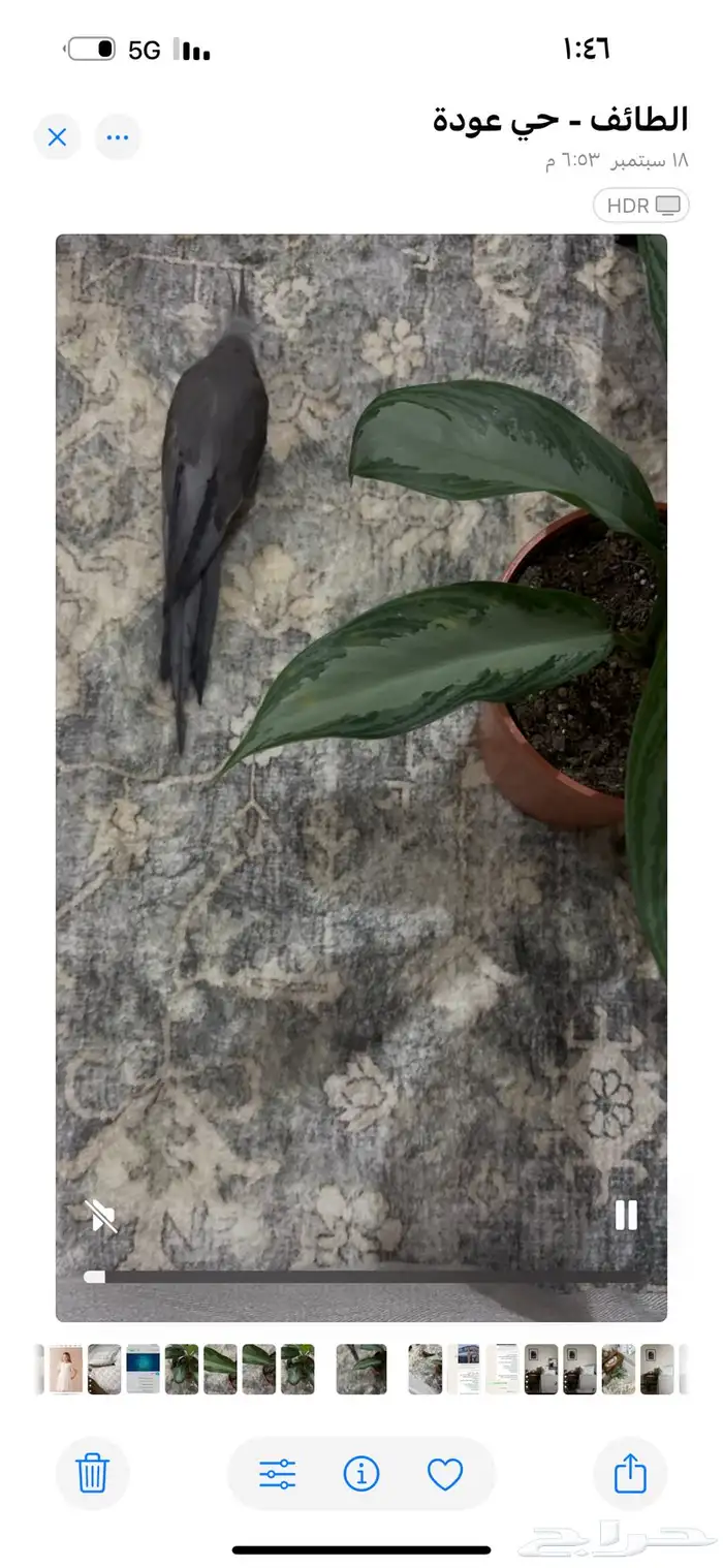 كروان ضايع يوم الخميس الساعة 1 30 ظهر 0