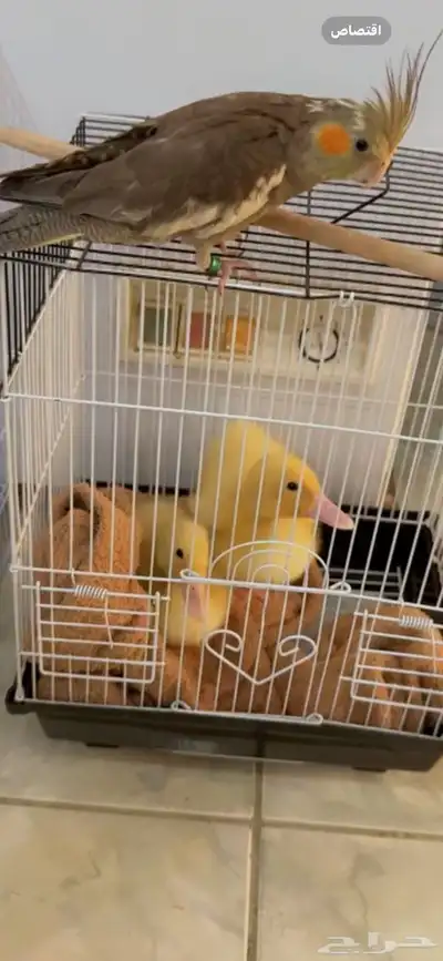 بط للبيع index