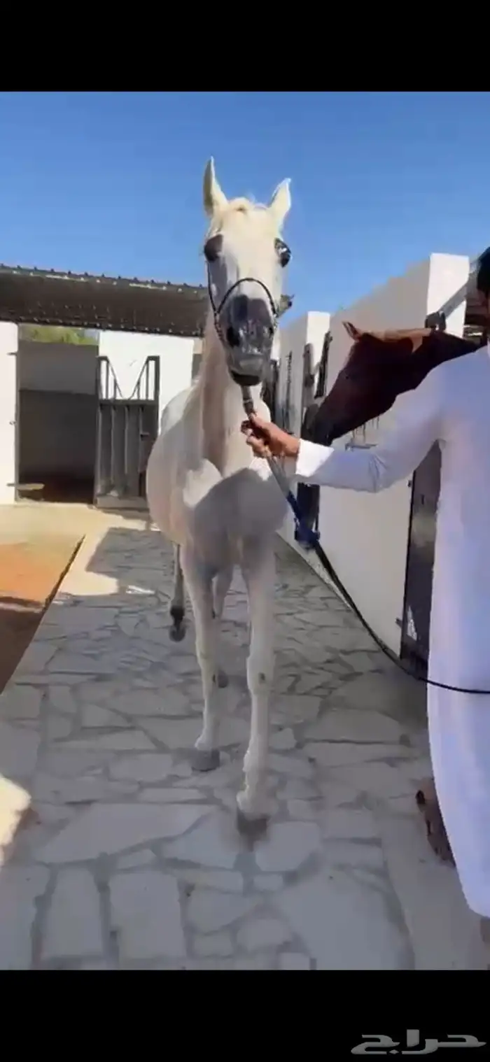 فرس كحيلة كروش لقاح   مهره 5