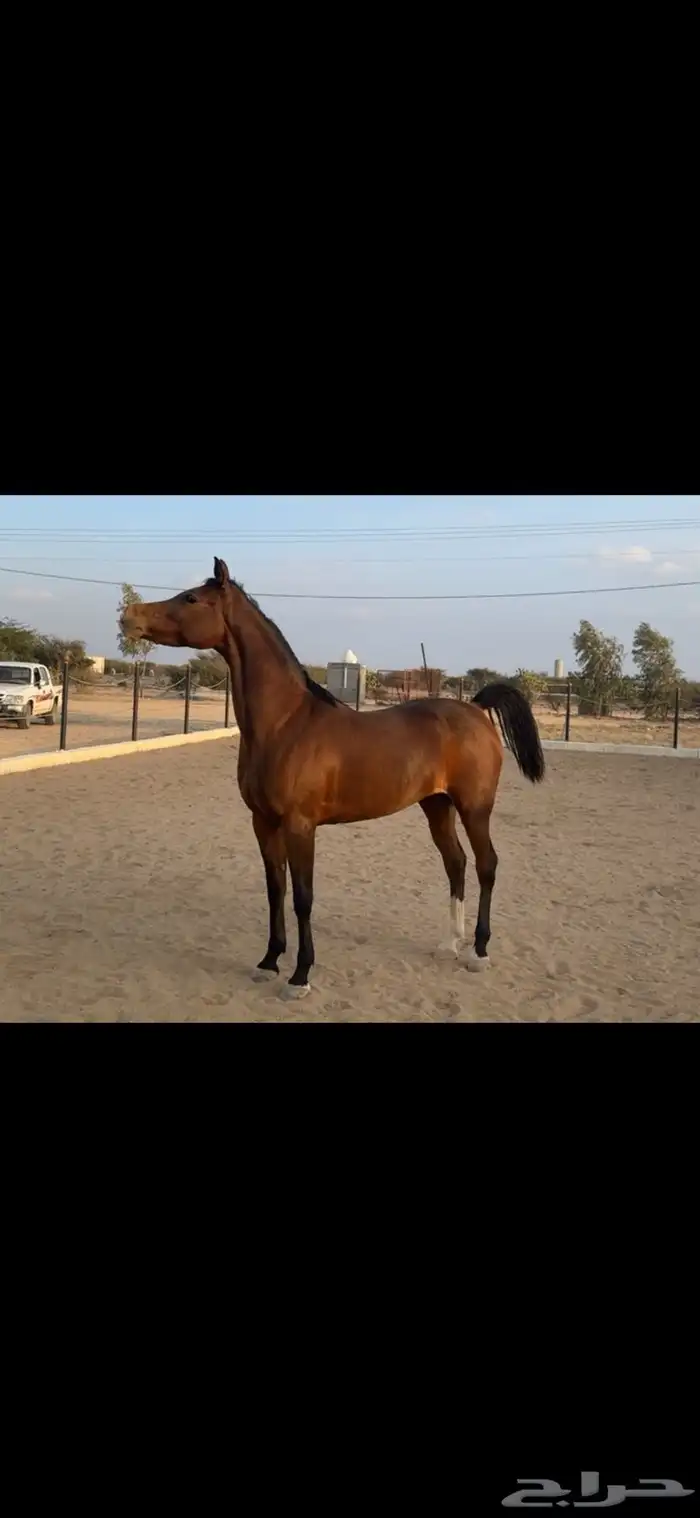 فرس كفوو من فواخر الشعبي 0