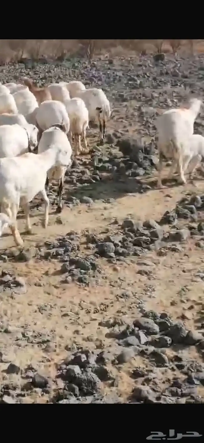 مراح ضان رفيديات العدد 1