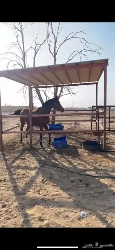 فرس عربيه شعبيه index