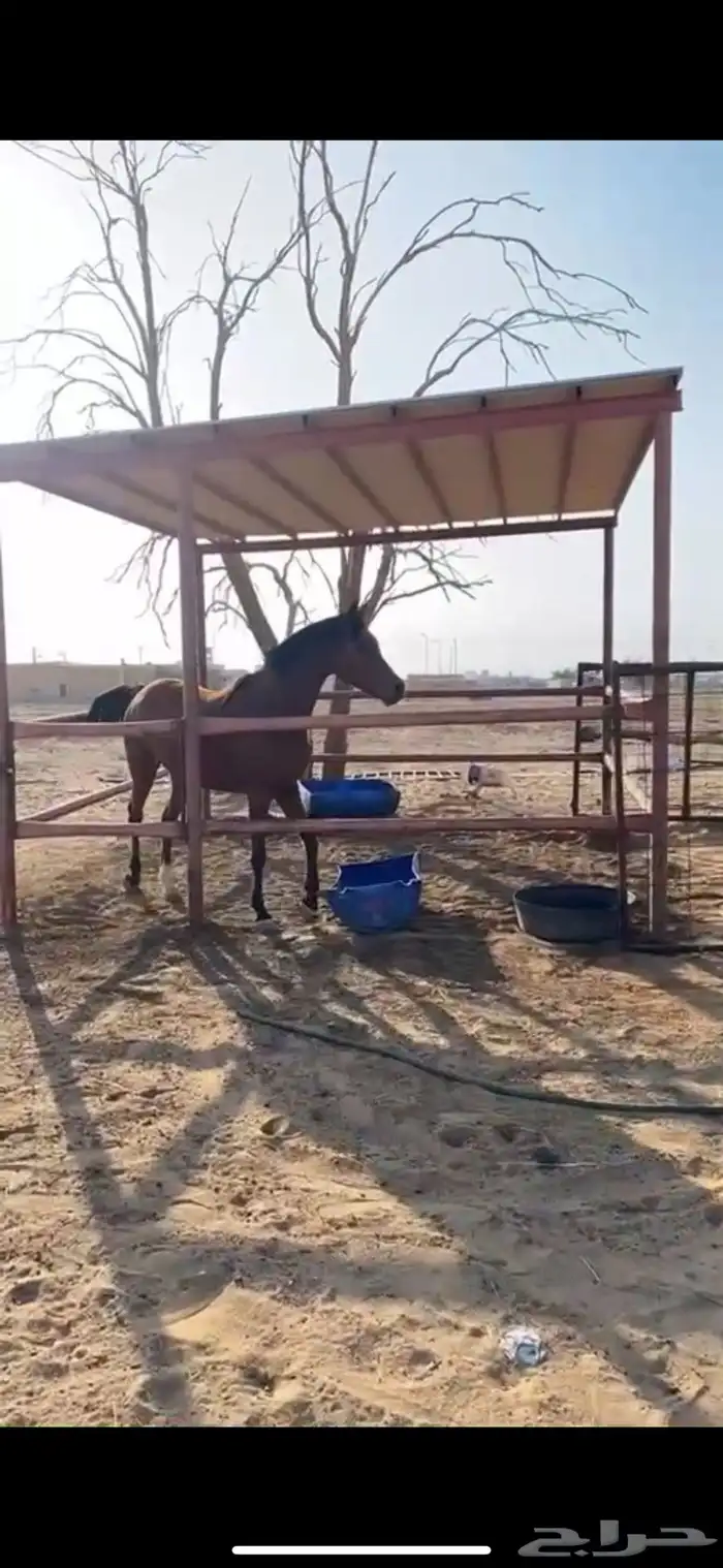 فرس عربيه شعبيه 0