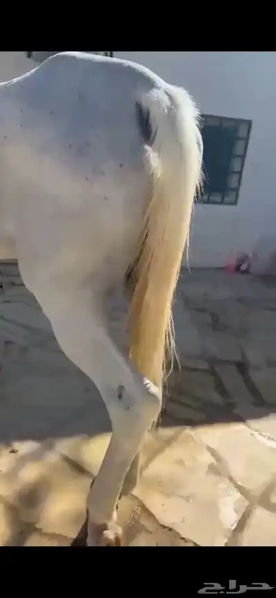 فرس كحيلة كروش لقاح   مهره index