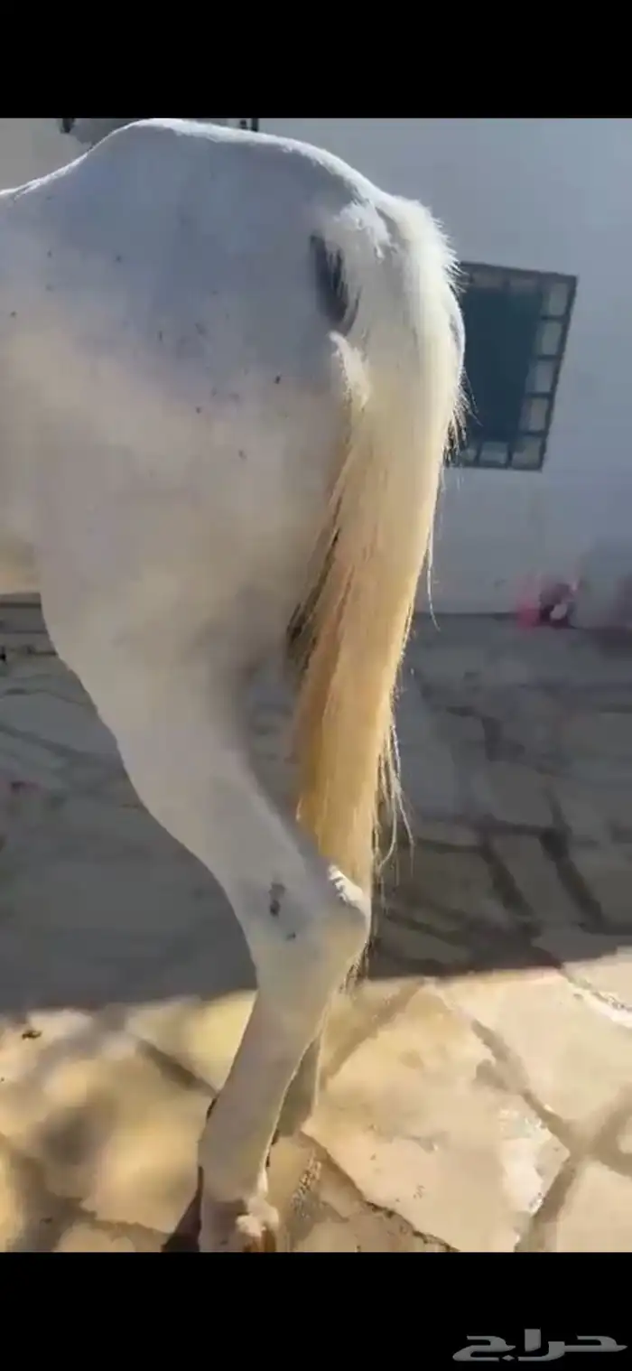 فرس كحيلة كروش لقاح   مهره 10