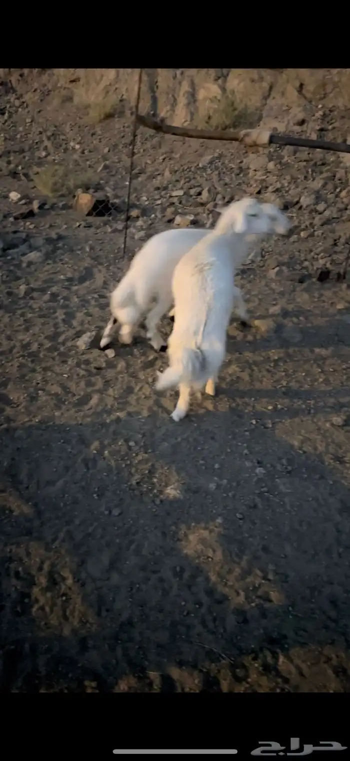 خرفان نظاف وسمان 0