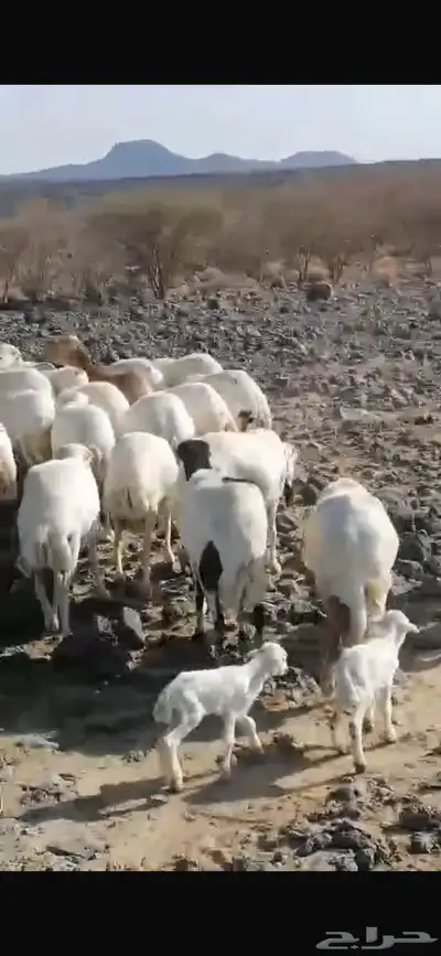 مراح ضان رفيديات العدد index