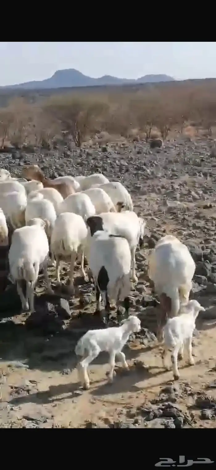 مراح ضان رفيديات العدد 0