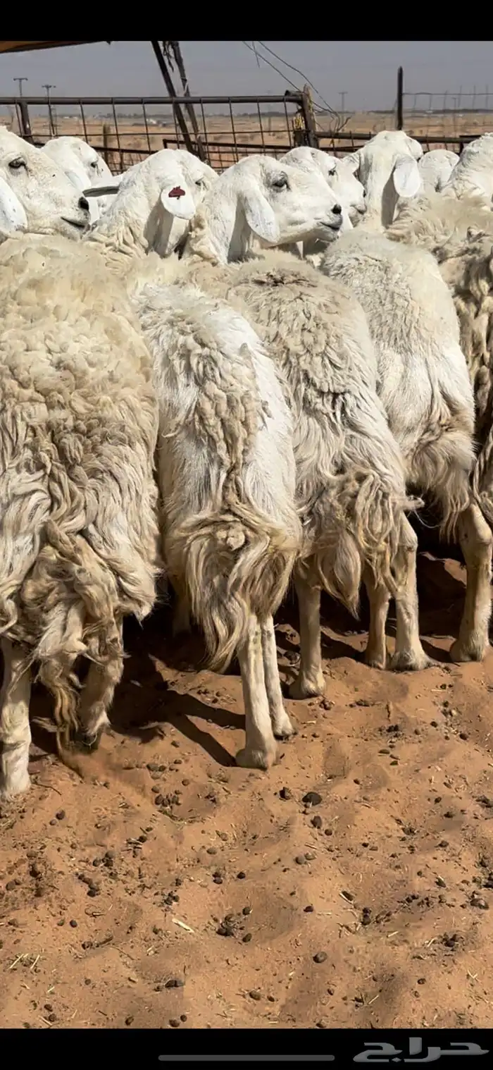 غنم حريات حرش مراح واحد وخوات بعض بفحلها 12