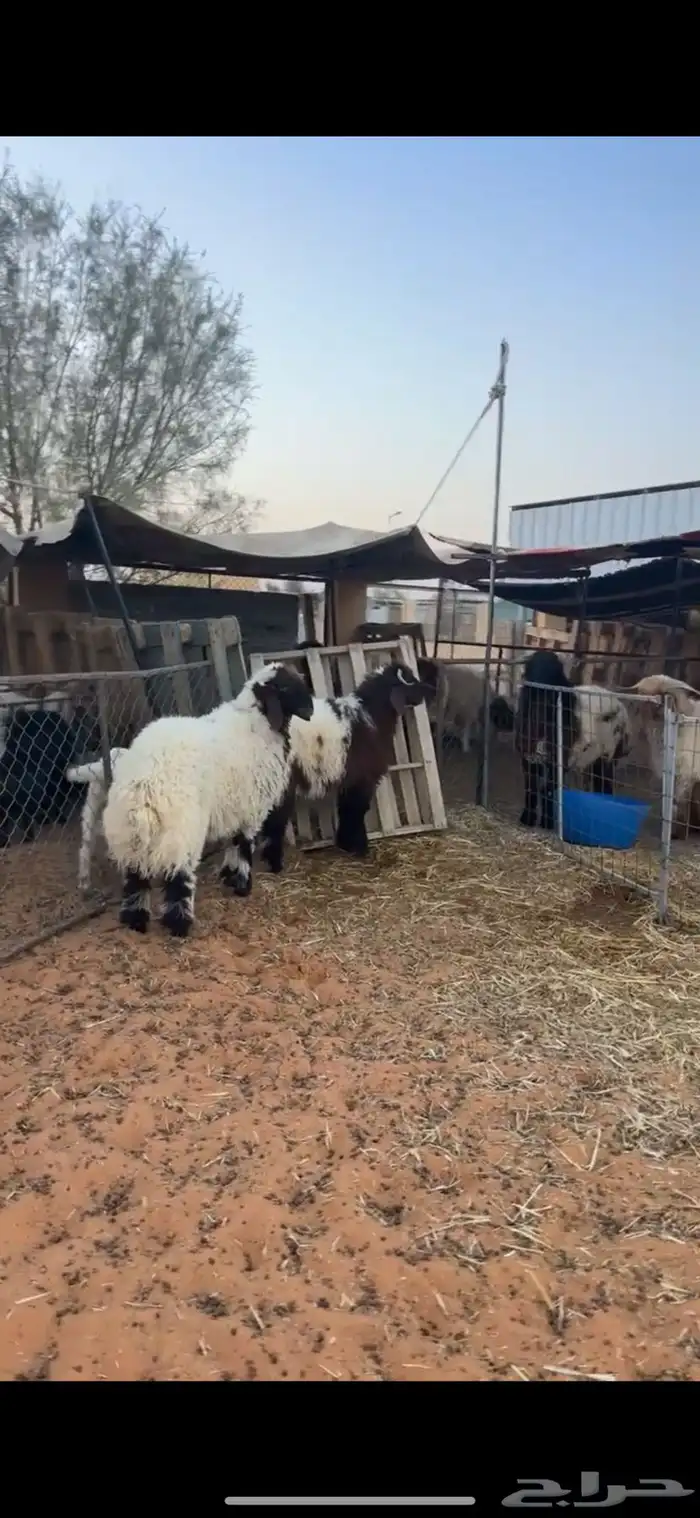 خرفان نعيم 0