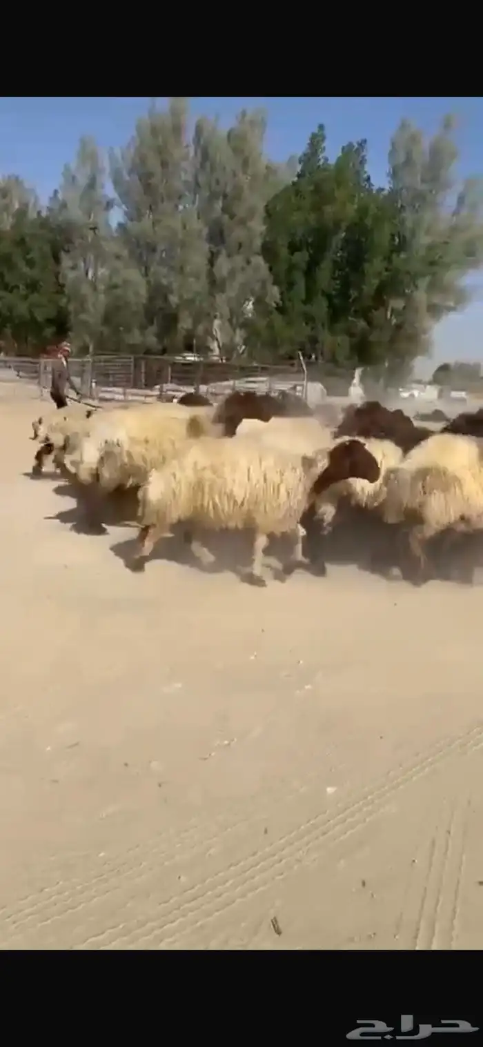 غنم نعيم صنف فاخره العدد 53 بفحلها دبس وطيبه 1