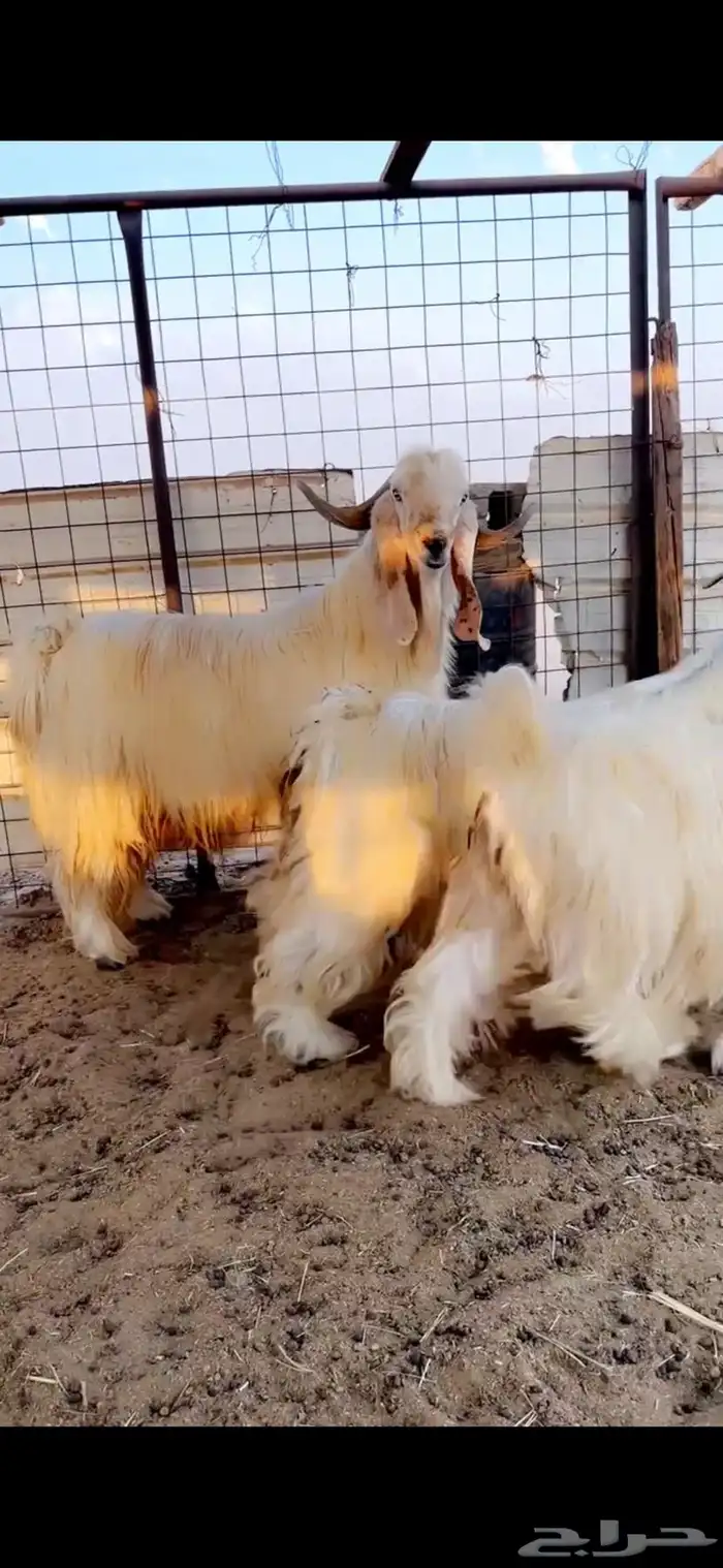 معزى صنف بيض ضغط عالي 5