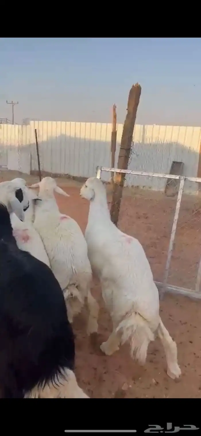 ذبايح حري جبر 0