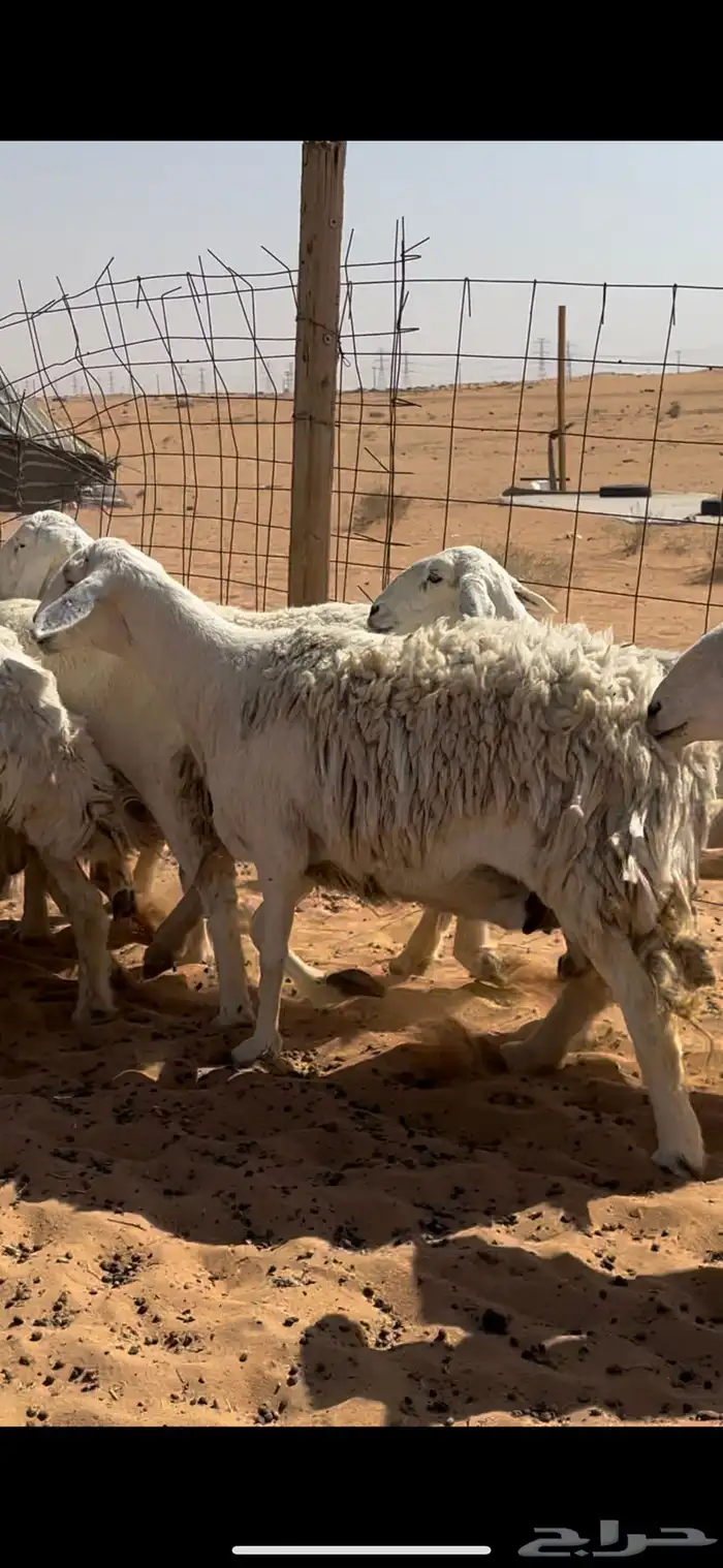 غنم حريات حرش مراح واحد خوات بعض 7