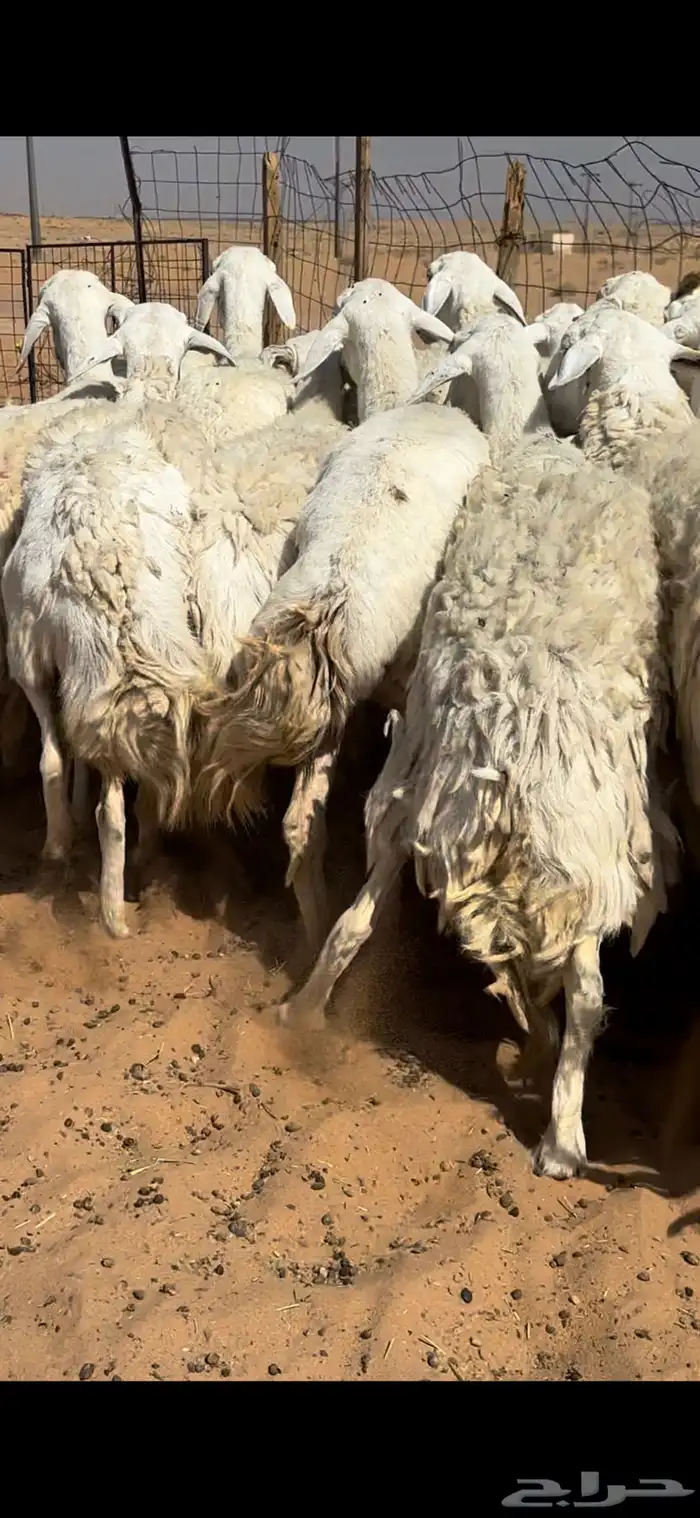 غنم حريات حرش مراح واحد خوات بعض 13