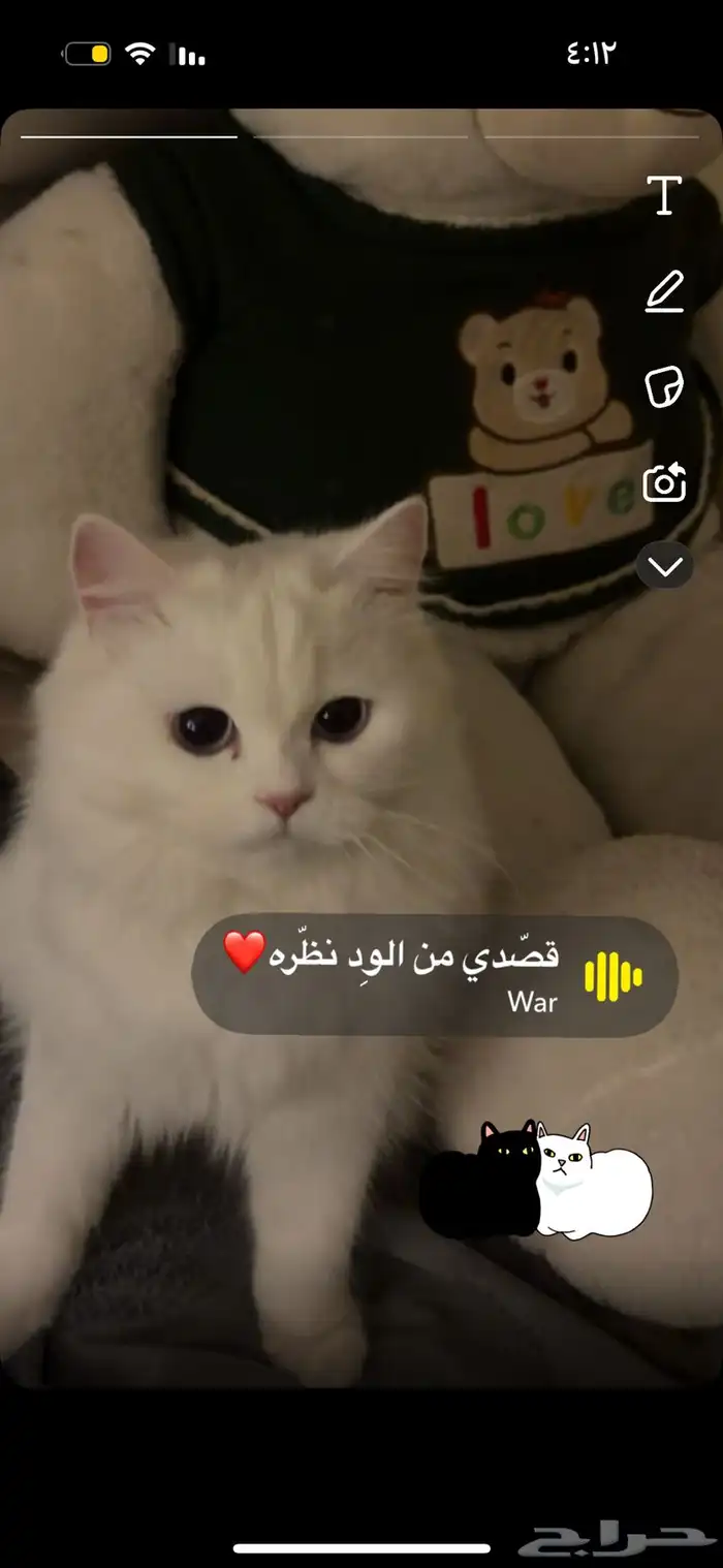 قطه ضايعه الي يحصلها يتواصل على الرقم 0